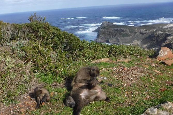 Cape of Good Hope, Cape Point & Penguins Private customizable Full Day Tour - From Camps Bay to Hout Bay