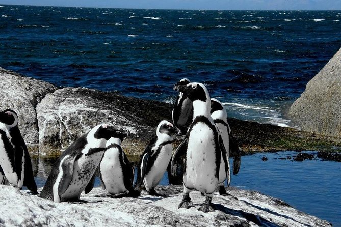 Cape of Good Hope, Cape Point & Penguins Private customizable Full Day Tour - The Cape of Good Hope sign and shoreline
