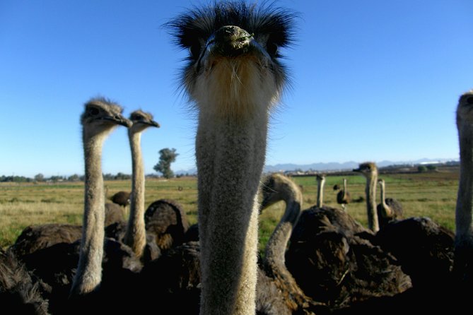 Cape of Good Hope, Cape Point & Penguins Private customizable Full Day Tour - Kirstenbosch for the final stop