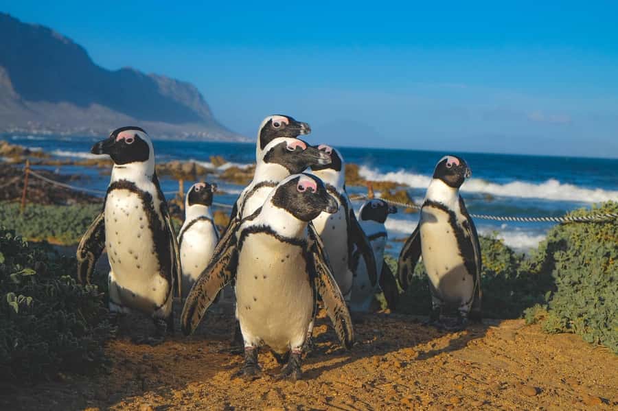Cape of Good Hope, Chapman's Peak Drive, Penguins , Seals - Chapman’s Peak Drive is the scenic heart of the road trip