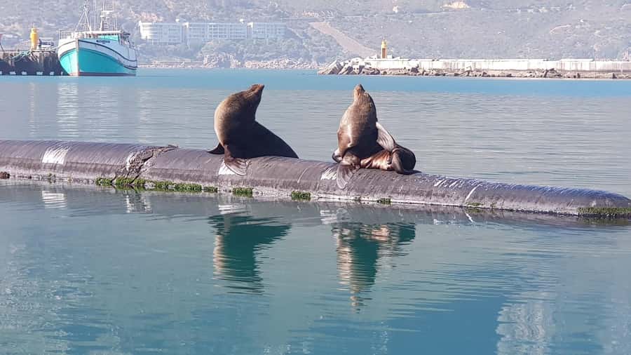 Cape of Good Hope, Chapman's Peak Drive, Penguins , Seals - Cape of Good Hope brings wildlife and open space
