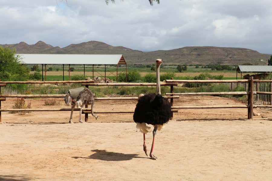 Cape of Good Hope Full-Day Private Tour - What the $317 price includes