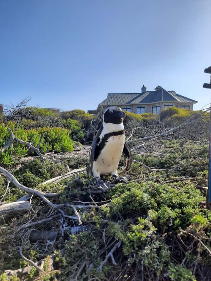Cape of Good Hope & Penguins Private Tour - Key points to know before booking