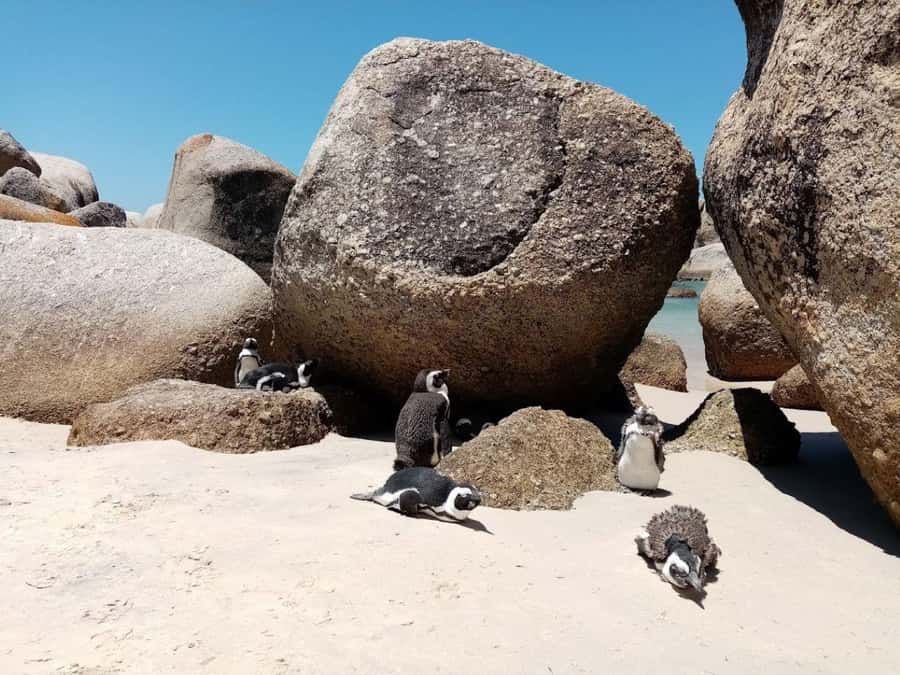 Cape of Good Hope & Penguins Private Tour - Who should book this Cape Town day out?