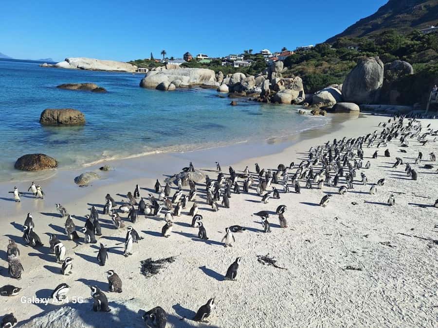 Cape of Good Hope & Penguins Private Tour - Cape of Good Hope and Cape Point are different stops