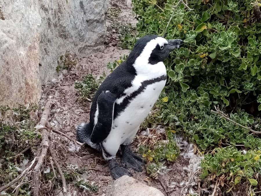 Cape of Good Hope & Penguins Private Tour - Seal Island adds another paid marine stop