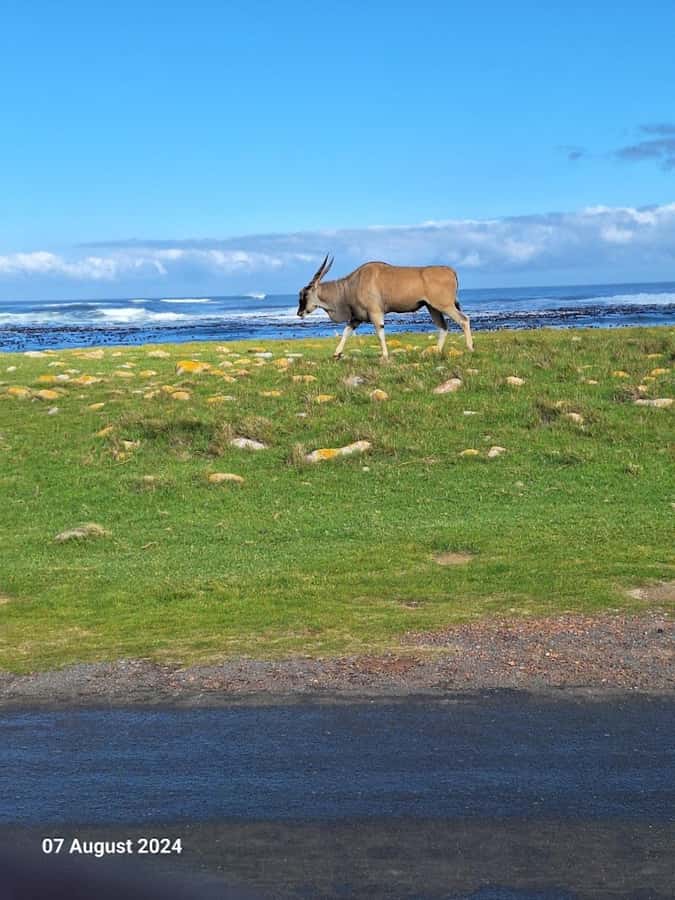 Cape of Good Hope & Penguins Private Tour - Vehicle comfort and service: good, but ask sensible questions