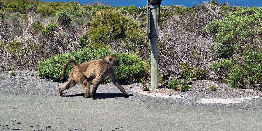 Cape of Good Hope & Penguins Private Tour - Is $91 per person good value?