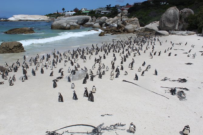 Cape Of Good Hope, Penguins Private Tour from Cape Town full day - Hout Bay and Chapman’s Peak Drive