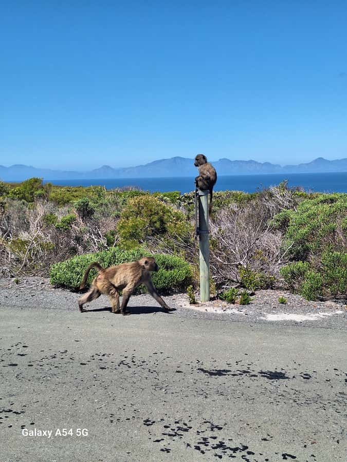 Cape of Good Hope & Penguins Private Tour - Chapman’s Peak Drive sets the tone