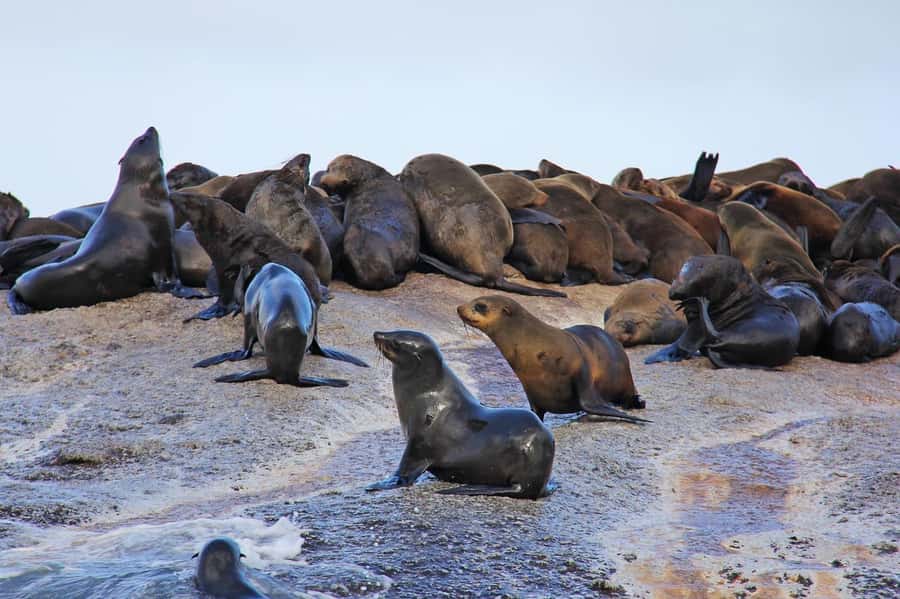 Cape of Good Hope Penguins Seals & Chapmans Peak Shared Tour - Noordhoek and Village Roast