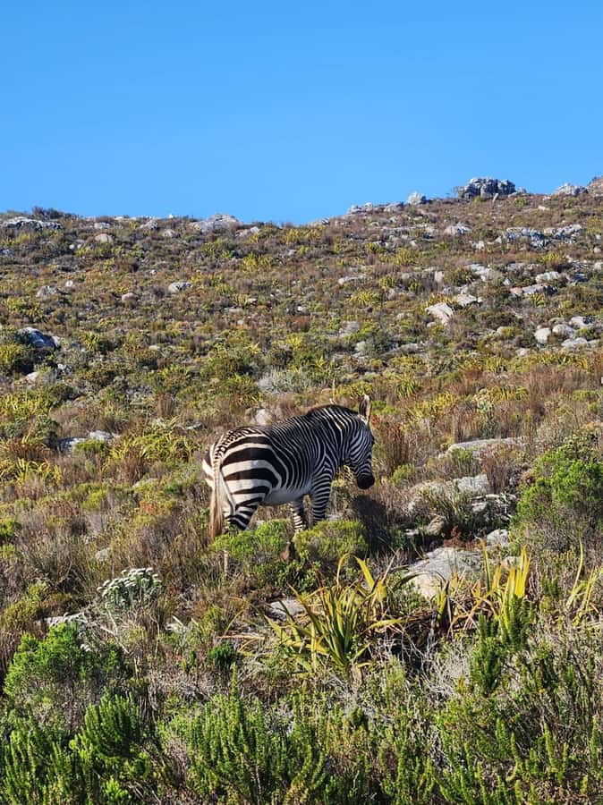Cape of Good Hope & Penguins Shared Tour - Why this Cape Peninsula route works so well