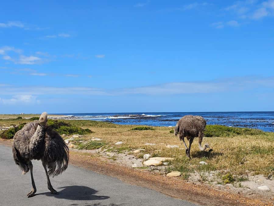 Cape of Good Hope & Penguins Shared Tour - What the guide and vehicle add to the day