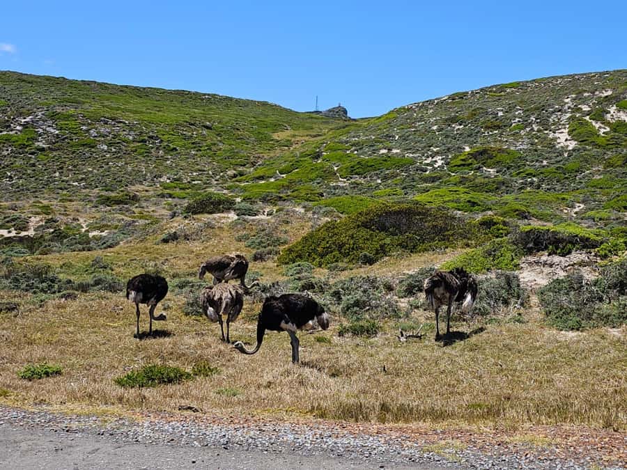 Cape of Good Hope & Penguins Shared Tour - Is $35 good value?