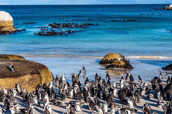Cape of Good Hope & Penguins Small Group Tour from Cape Town - The Cape of Good Hope and Cape Point