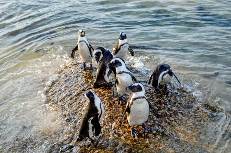 Cape of Good Hope: Sightseeing and African Penguins Tour - Boulders Beach and the African penguins