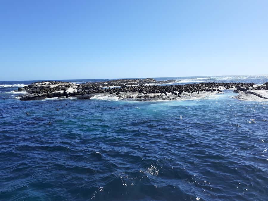 Cape of Good Hope: Sightseeing and African Penguins Tour - Maiden’s Cove and the Twelve Apostles