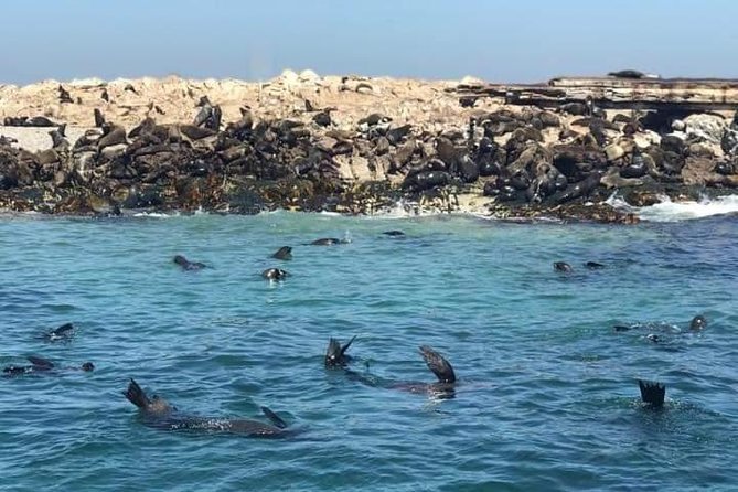 Cape of Goodhope Tour a Full Day Exploring the Cape Peninsula - Why this Cape Peninsula route works well