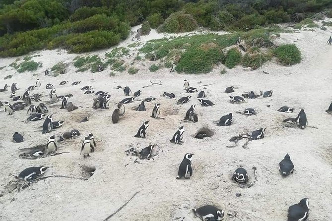 Cape of Goodhope Tour a Full Day Exploring the Cape Peninsula - Cape of Good Hope and the southwestern tip
