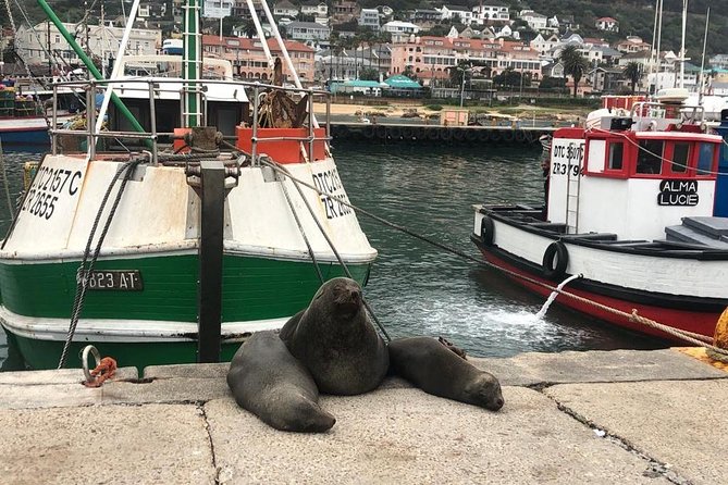 Cape Peninsula Adventure - Boulders Beach and the African penguins