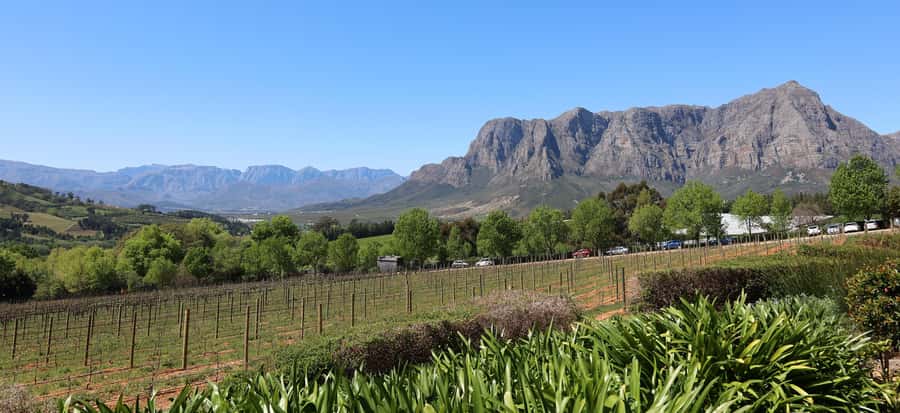 Cape Peninsula and Winelands Private Full-Day Combo Tour - The guide makes a real difference