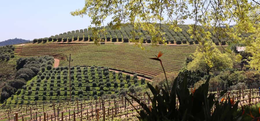 Cape Peninsula and Winelands Private Full-Day Combo Tour - Cape of Good Hope and Cape Point
