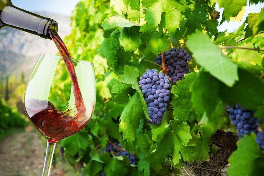 Cape Peninsula and Winelands Private Full-Day Combo Tour - Constantia Glen finishes the day with food pairing