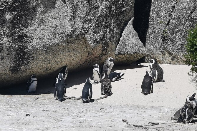 Cape Peninsula Cape of Good Hope and Penguins Tour in Cape Town - Why this Cape Peninsula day works well