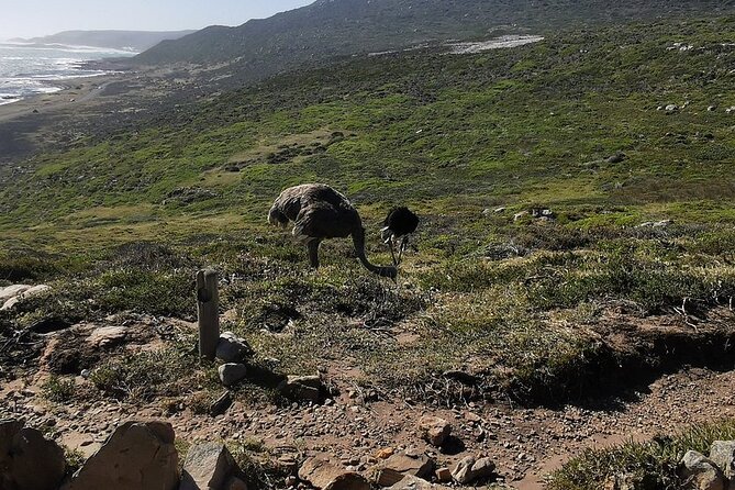 Cape Peninsula Cape of Good Hope and Penguins Tour in Cape Town - Along the Atlantic coast to Hout Bay and Camps Bay
