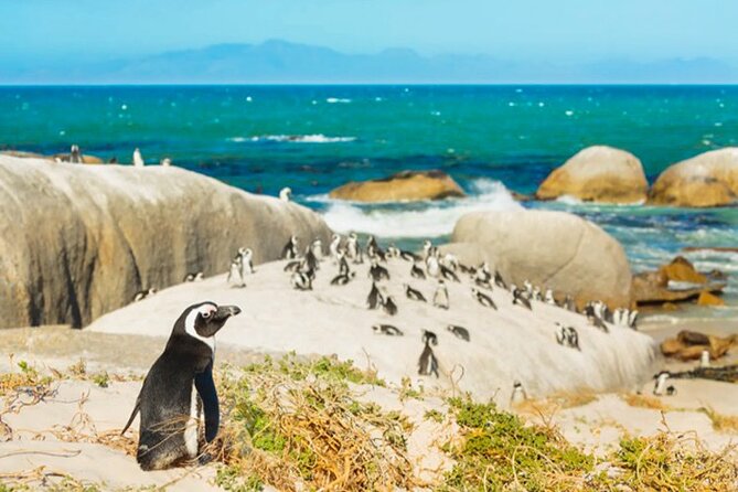 Cape Peninsula Day Tour - Kalk Bay Harbour and its fishing boats