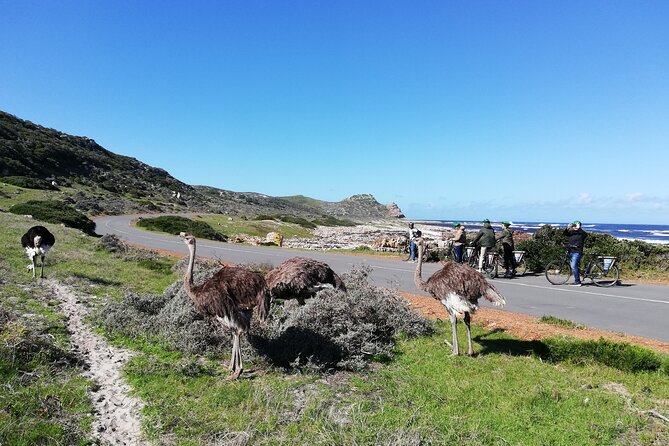 Cape Peninsula E-bike Cycle with Vehicle - Private Tour - Hout Bay offers a short local pause