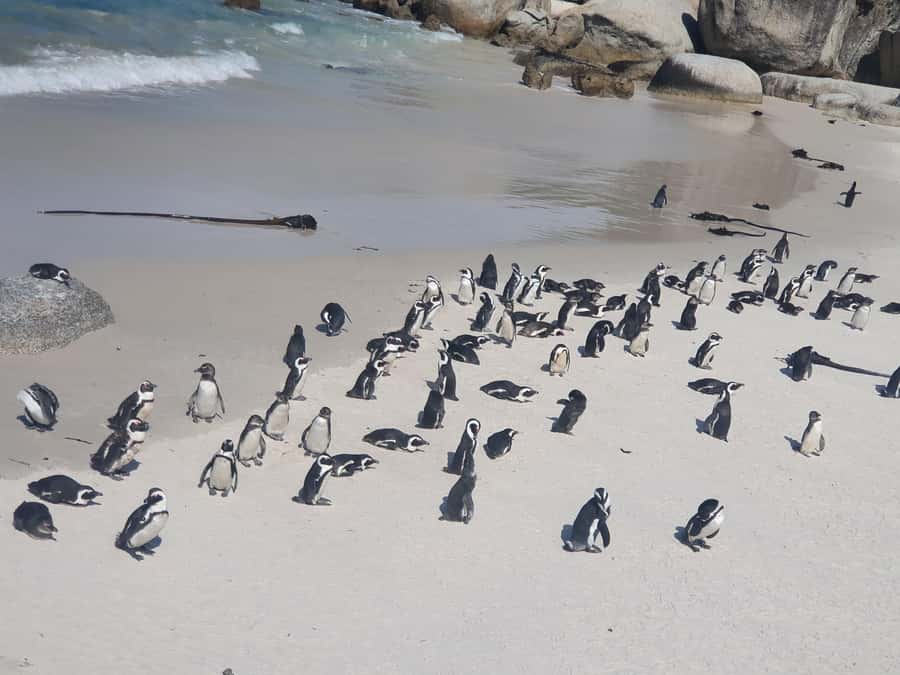 Cape Peninsula Full Day Tour In Private Car - Camps Bay brings the Atlantic into view
