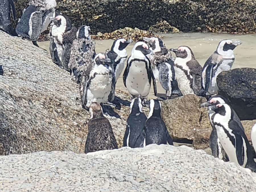 Cape Peninsula Full Day Tour In Private Car - Cape Point Nature Reserve brings wildlife and open space