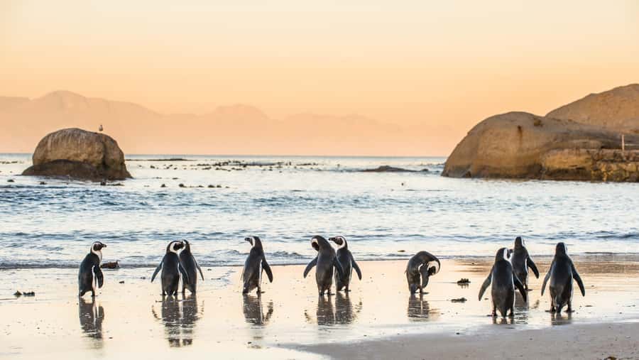 Cape Peninsula & Penguins Beach Half Day Tour from Cape Town - Chapman’s Peak Drive in ten minutes
