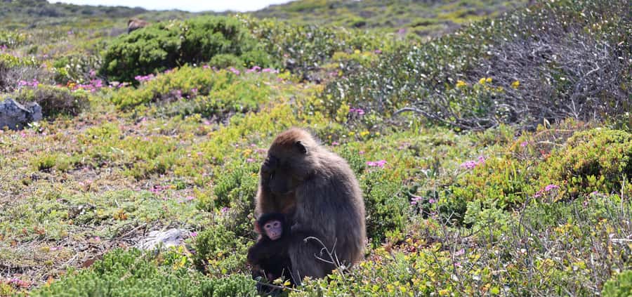 Cape Peninsula & Penguins Beach Half Day Tour from Cape Town - Cape Point and the lighthouse walk