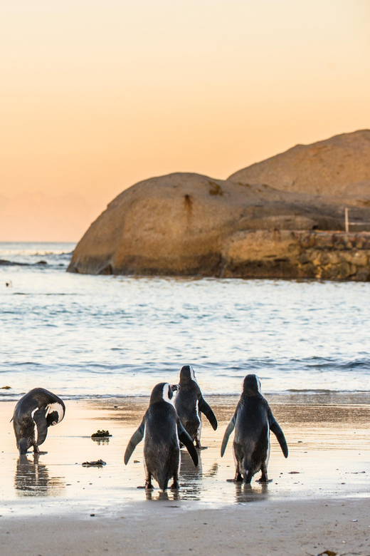 Cape Peninsula & Penguins Beach Half Day Tour from Cape Town - What the $36 price really includes