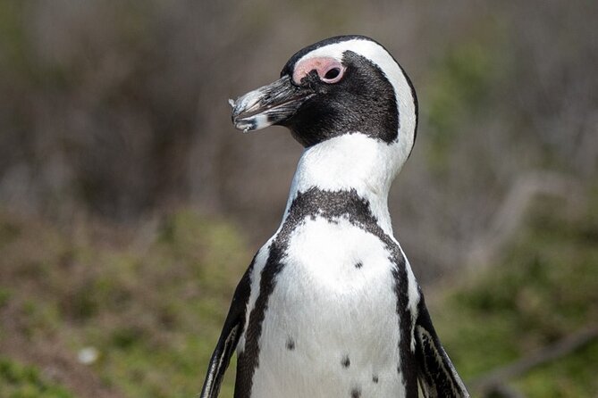 Cape Peninsula & Penguins Private Day Tour, Entrances Included. - Why this private Cape Peninsula route works