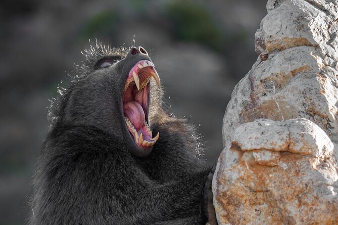 Cape Peninsula & Penguins Private Day Tour, Entrances Included. - Cape of Good Hope is a quick but essential photo stop