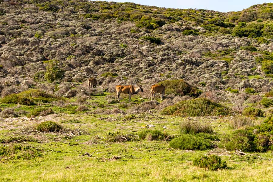 Cape Peninsula: Private Half Day Tour - Boulders Beach and the African penguins
