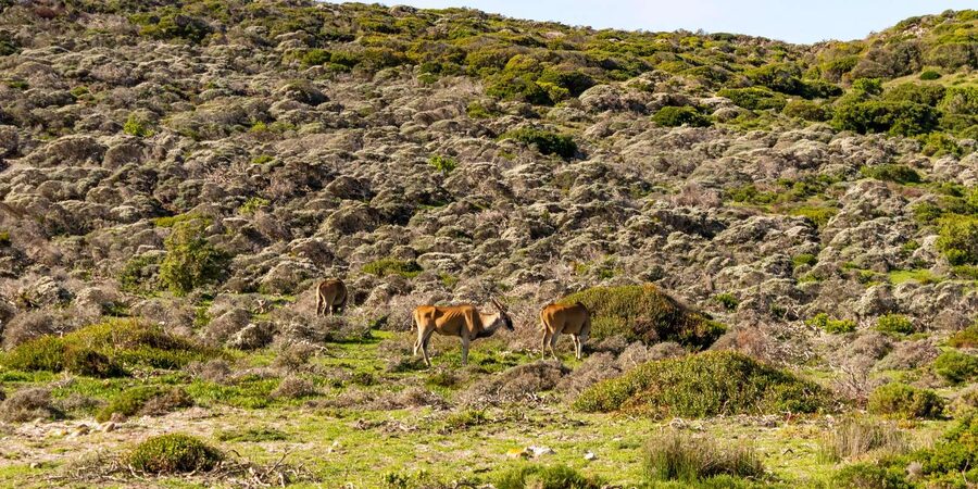 Cape Peninsula: Private Half Day Tour - The guides shape the experience