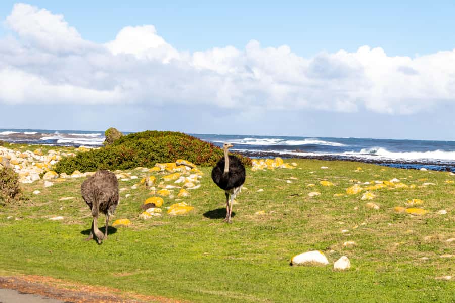 Cape Peninsula: Private Half Day Tour - What the $175 price really covers