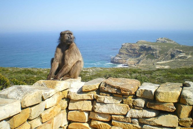 Cape Peninsula Private tour - Cape Point Nature Reserve needs extra planning