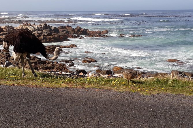 Cape Peninsula Private tour - The Cape of Good Hope is brief but essential