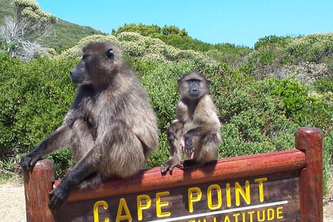 Cape Peninsula Private Tour In Cape Town South Africa - Guide quality, vehicle comfort, and service reliability