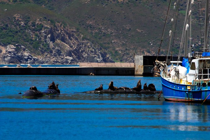 Cape Peninsula Private Tour Include Park Fees - Chapman’s Peak Drive and Noordhoek