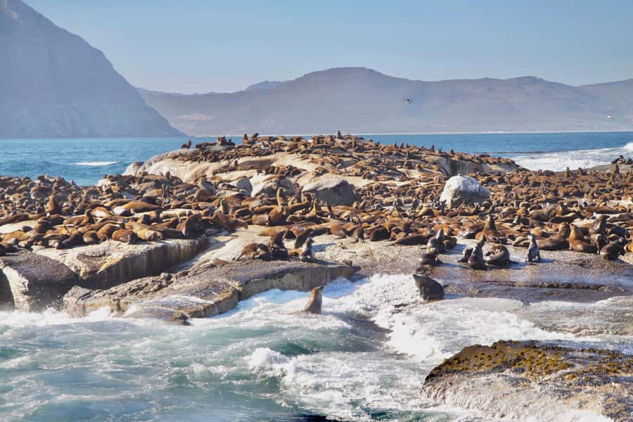 Cape Peninsula Shared Half-Day Tour - Half-day on paper, closer to six hours in practice
