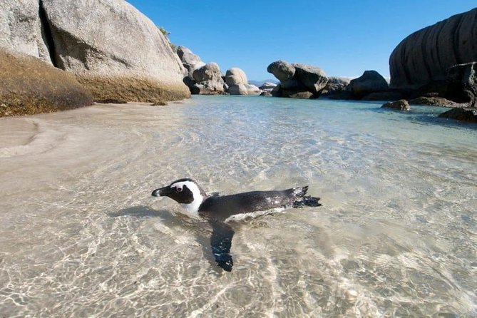 Cape Peninsula Tours - Why this Cape Peninsula day works well