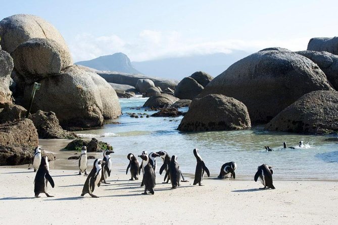 Cape Peninsula Tours - Who should book this experience?