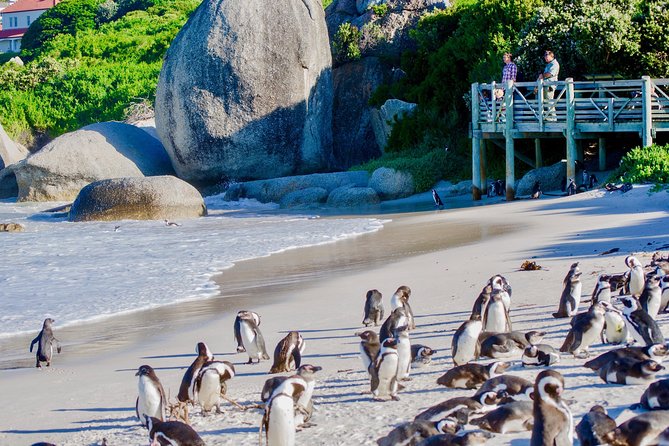 Cape Point and Boulder's Penguins Full Day Tour - From Cape Towns streets to the Cape Peninsula