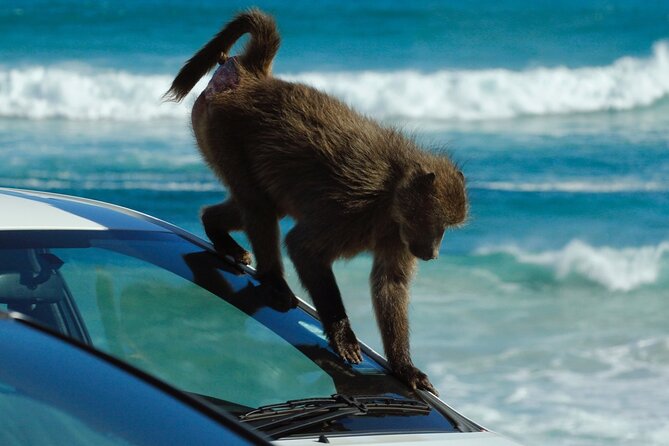 Cape Point and Boulder's Penguins Full Day Tour - Hout Bay and the Seal Island choice